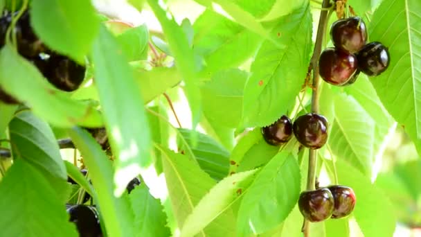 Naturliga Färska Körsbär Frukt Hängande Ett Körsbärsträd — Stockvideo