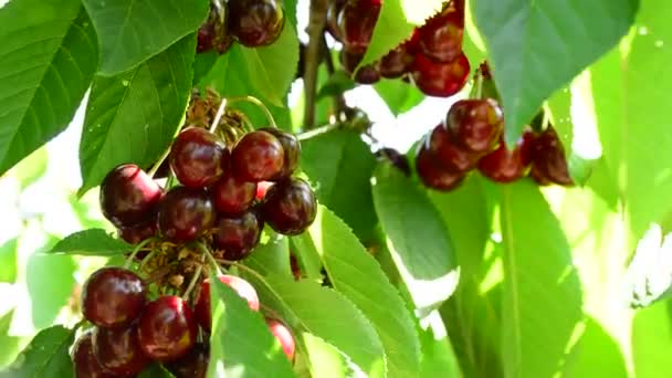 Ramo Cerezas Frescas Naturales Que Cuelgan Rama Del Árbol — Vídeo de stock