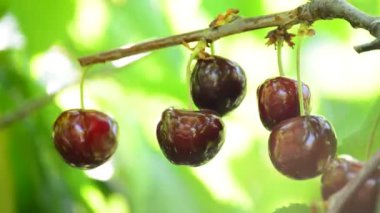 Taze kiraz, meyve gıda, ağaç dalında asılı
