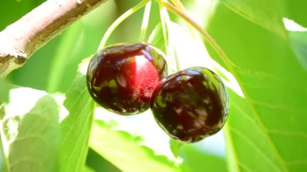 Dos Cerezas Naturales Colgando Cerezo — Vídeos de Stock