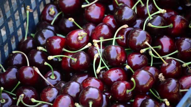 Cerezas Frescas Recién Cosechadas Una Caja — Vídeo de stock