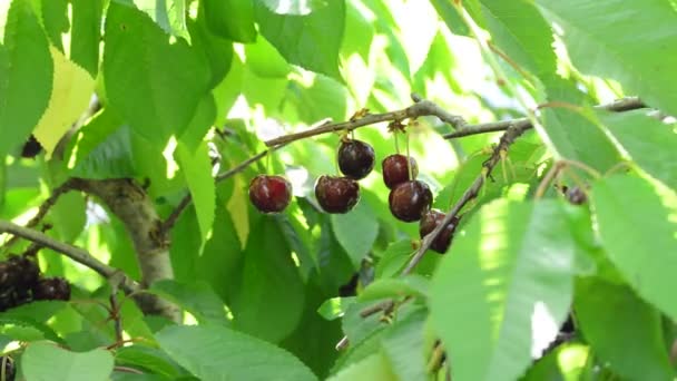 Cerezas Frescas Naturales Alimentos Frutales Entre Hojas Que Cuelgan Rama — Vídeos de Stock