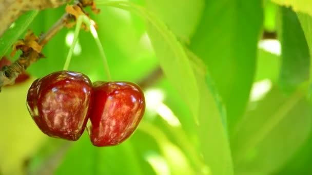 Cherries Ready Harvest Hanging Branch Cherry Tree Sunny Day — Stock Video