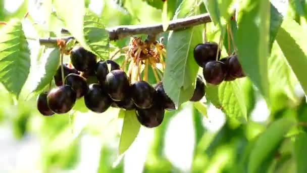 Cerezas Frescas Naturales Colgando Árbol Día Soleado — Vídeo de stock