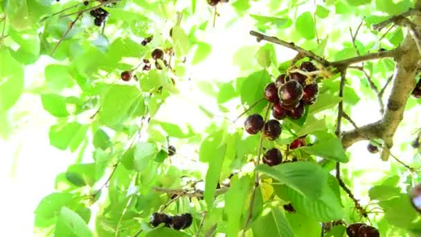 Üzerinden Bir Kiraz Ağacı Panoramik Dalında Asılı Cherriesfruit Içinde — Stok video