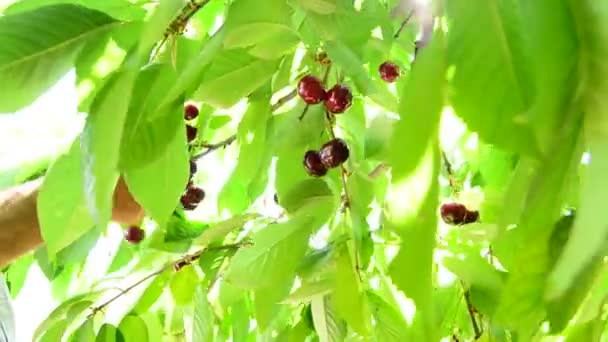 Zbiór Wiśni Rękach Rolnika Zbieranie Świeżych Wiśni Zwisające Gałęzi Wiśniowego — Wideo stockowe