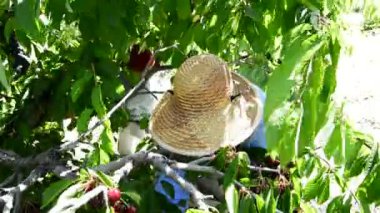 Kiraz elle hasat kadın köylü