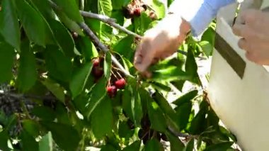 Eller köylü kadının tarımsal bir plantasyon içinde elle kiraz toplama