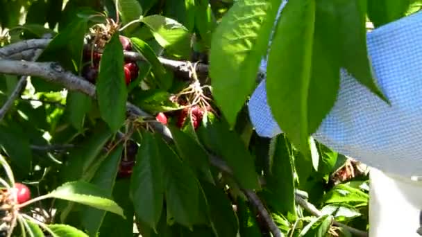 Hands Peasant Woman Picking Cherries Hand Agricultural Plantation — Stock Video