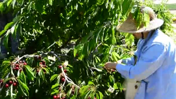 Peasant Woman Hat Picking Cherries Hand Sunny Day — Stock Video
