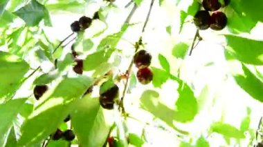 Kiraz ağacı kiraz meyve hasat