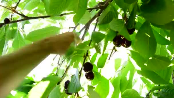 Manos Granjero Recogiendo Cerezas Frescas Colgadas Una Rama Cerezo — Vídeos de Stock