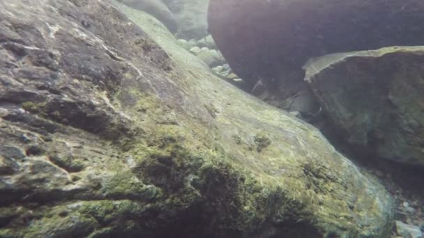 Großer Stein Und Partikel Gegen Die Kamera Einem Fluss — Stockvideo