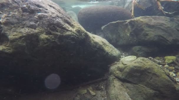 Batu Besar Dan Partikel Terhadap Kamera Dari Dalam Sungai — Stok Video