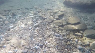 İçinde bir nehir, balıklar yüzme ve nehir