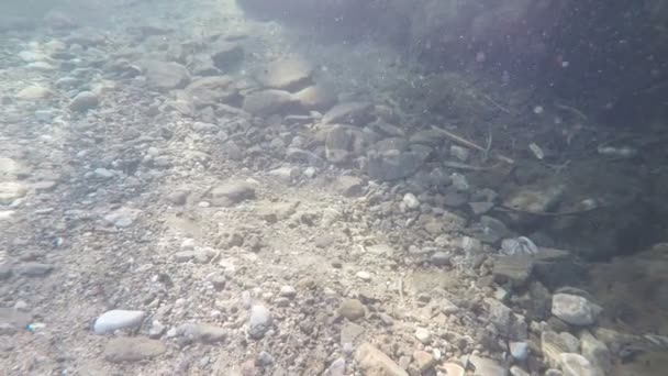 Bir Nehir Balıklar Yüzme Nehir Içinde Panoramik — Stok video