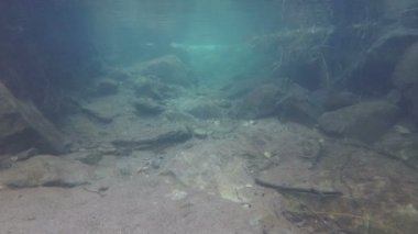 Bir nehir, iç veya bir nehir sular altında