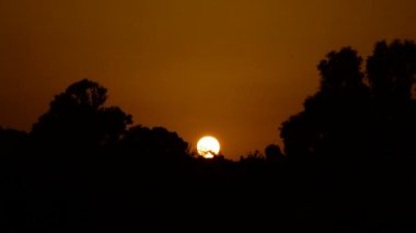 Bir yaz gün batımında ağaçlar arasında saklanıyor güneş