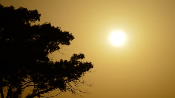 Sonne Himmel Bei Sonnenuntergang Mit Baum Zeitraffer — Stockvideo