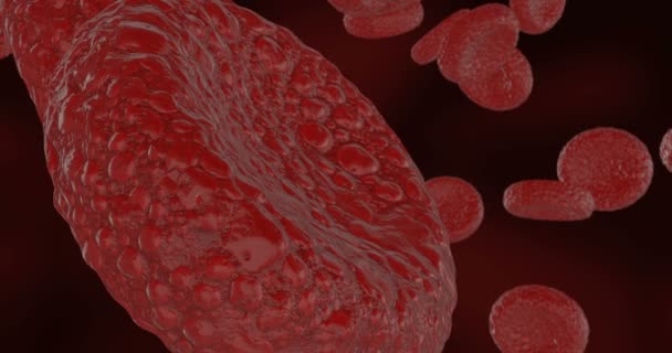 Клетки Крови Красные Кровяные Тельца Текущие Потоке Артерии Человеческого Тела — стоковое видео