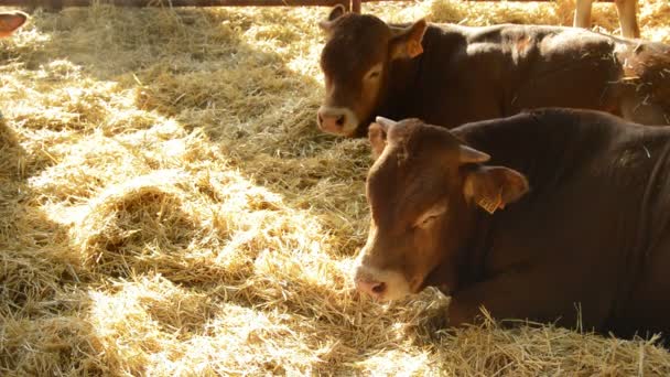 Ganado Vacas Bueyes Que Descansan Sobre Paja — Vídeo de stock