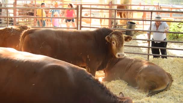 Rinder Ochsen Kälber Oder Stiere Einem Stall Mit Stroh Und — Stockvideo