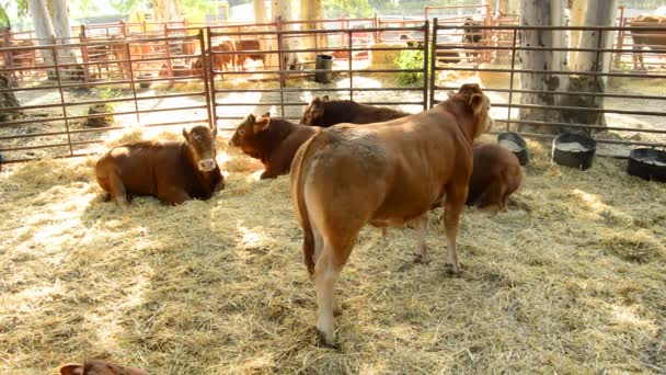 Bovinos Bueyes Terneros Toros Establo Con Paja Una Feria Ganadera — Vídeo de stock