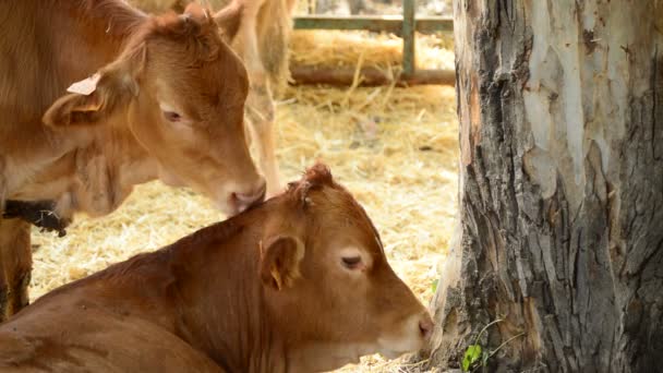 公平な牛の納屋で自分を舐めている つの小さな子牛 — ストック動画