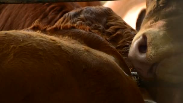 Головы Скота Сложены Конюшне — стоковое видео