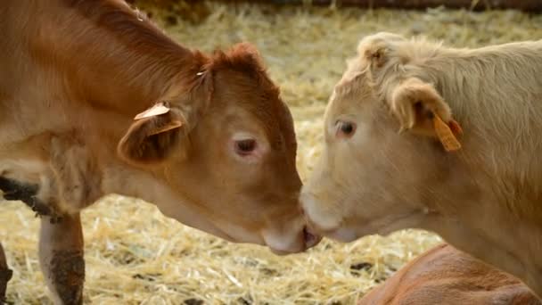 Dos Pequeños Terneros Lamiéndose Granero — Vídeos de Stock