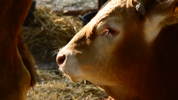 Cabeza Buey Ternera Vaca Comiendo Establo Con Paja Una Feria — Vídeos de Stock