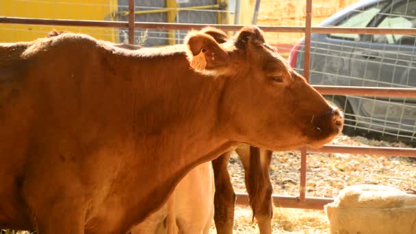 Vitello Che Mangia Fienile Con Paglia Una Fiera Del Bestiame — Video Stock