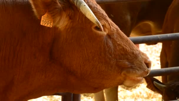 Buey Ternera Toro Comiendo Establo Con Paja — Vídeo de stock