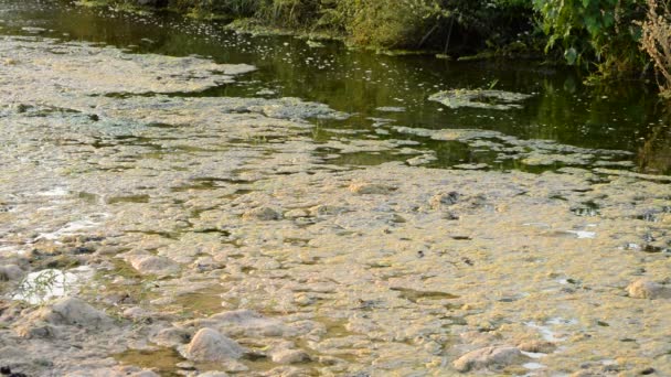 Río Con Tierra Podredumbre — Vídeos de Stock