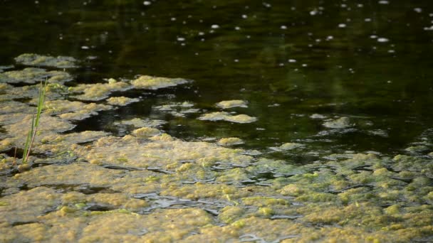 Water Rivier Met Vuil Rot — Stockvideo