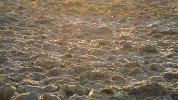 Dürre Einem Fluss Bei Sonnenuntergang — Stockvideo