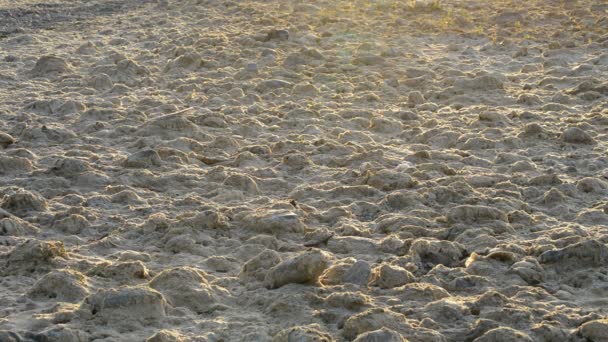 干燥的河流在日落 — 图库视频影像