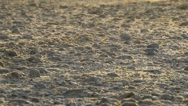 Засуха Русле Реки Закате — стоковое видео