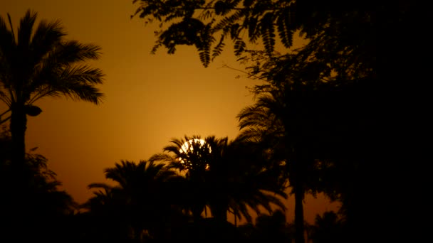 Sol Escondido Entre Palmeras Árboles Atardecer — Vídeo de stock