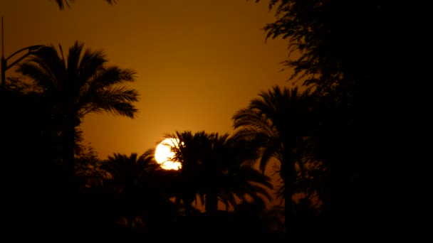 Soleil Cachant Entre Les Palmiers Les Arbres Coucher Soleil — Video