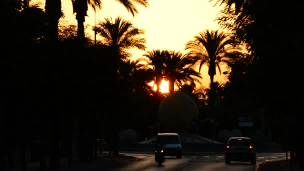 Автомобили Циркулирующие Дороге Города Солнцем Скрывающимся Между Пальмами Деревьями — стоковое видео