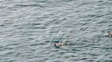 Gözlük ile yüzme ve tüp bir mavi denizde dalış şnorkel yapan bir adam