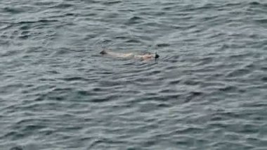 Bir kız gözlük ile yüzme ve tüp bir mavi denizde dalış şnorkel yaparken