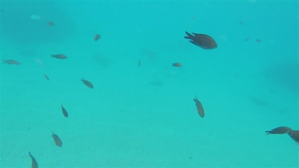 Banco Pesci Che Nuotano Nel Mare Immersioni — Video Stock