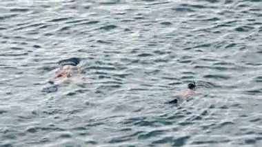 İki adam ile koruyucu gözlük şnorkel yüzme ve dalış yaparken mavi denizde tüp