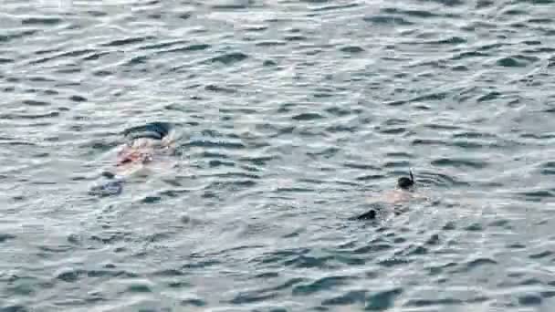 Dwóch Facetów Robi Snorkel Basen Gogle Nurkowanie Rura Błękitne Morze — Wideo stockowe