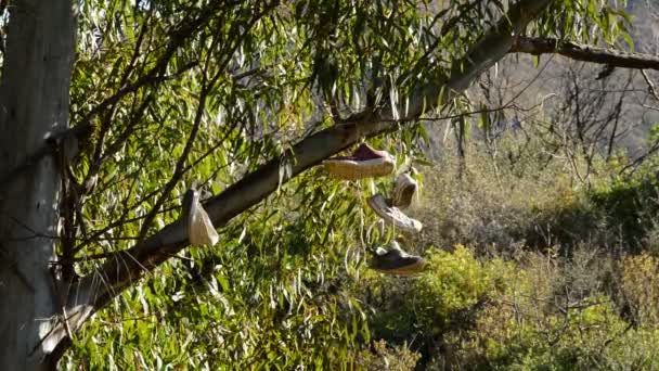 Chaussures suspendues à la branche d'un arbre au coucher du soleil, lancer de chaussures 
