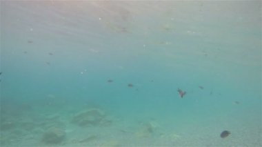 Balık, balıklar deniz kıyısında yüzme kamera batık