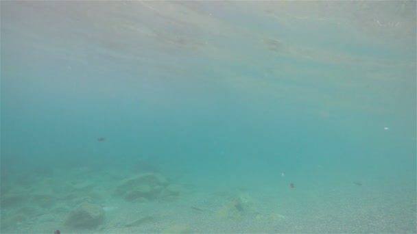 Fische Und Junge Schwimmen Strand Blick Mit Einer Kamera Unter — Stockvideo