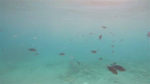 海の魚の銀行で泳いでいる魚 カメラ水没 — ストック動画